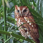 Eastern Screech-Owl red morph (Otus asio)