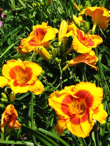 Daylily 'Fooled Me'