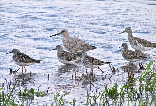 Willet with Lesser and Greater Yellowlegs 01