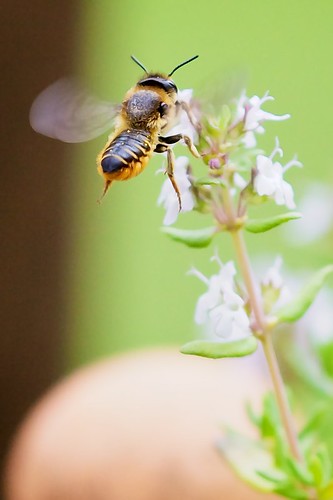 Honey Bee & Thyme by AnnerleyIRmacro