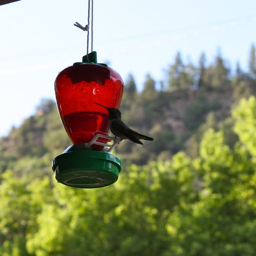 Hummingbird, Durango, CO
