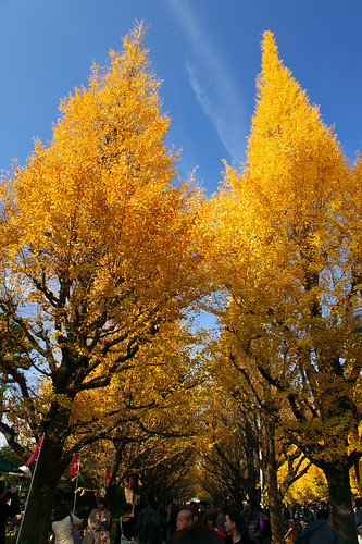 Yellows in Autumn #1