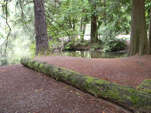Rain Forest at Alice Lake