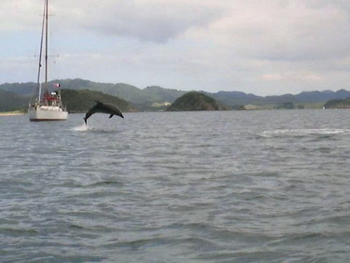 Leaping Bottlenose Dolphin