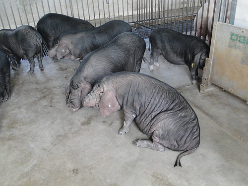 Chinese breeds of hogs at the research center