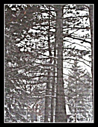 Pine Trees on a Snowy Day
