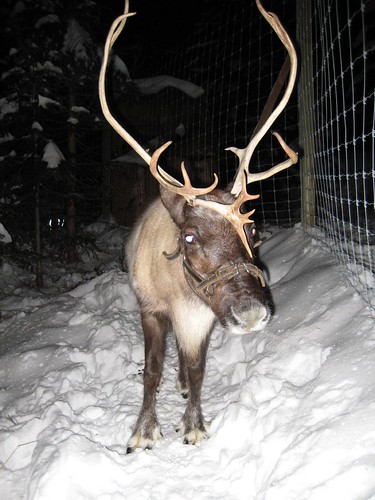 reindeer on Grouse Mtn