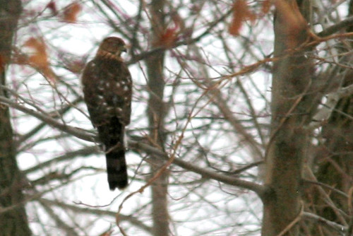 coopers hawk in my backyard