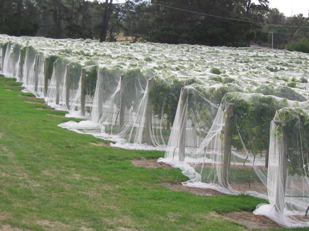 Vineyard with protective cover