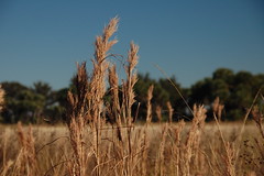 Kissimmee Prairie Grasses