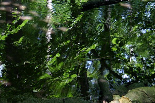 Mirrored forest VII
