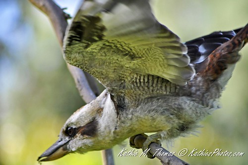 Kookaburra in flight