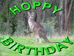 eCard - Birthday - kangaroo: HOPPY BIRTHDAY