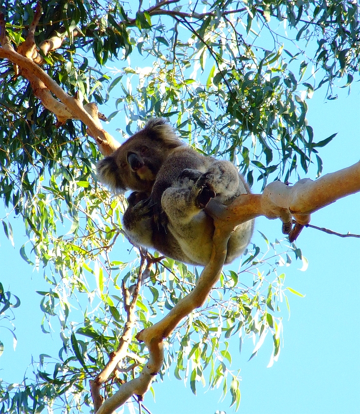 asleep koala