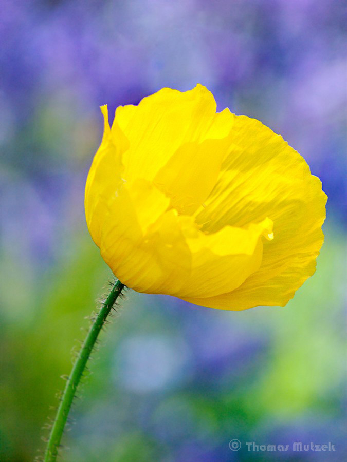 Yellow Flower, 2010