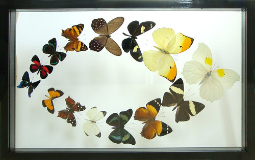 Real Framed Butterflies Collection Gift and Display Mounted in Black