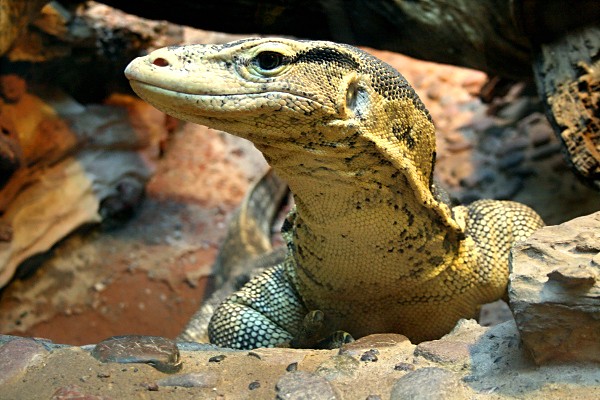 Monitor Lizard at the at the Wildlife World Zoo