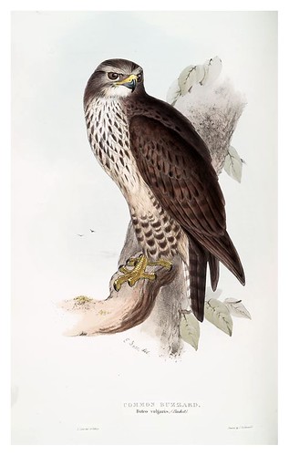 005- Busardo ratonero- The birds of Europe Tomo I-1837- John Gould