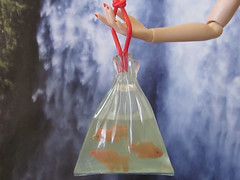 Goldfish in a bag of water