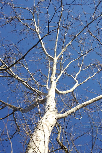 Sycamore and Sky