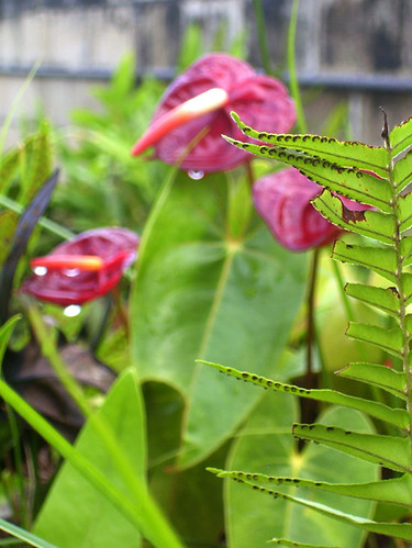 Anthuriums and ferns