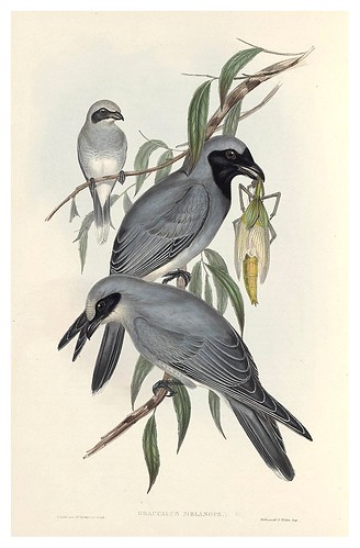 012-Cuervo de mascara negra-The Birds of Australia  1848-John Gould- National Library of Australia Digital Collections
