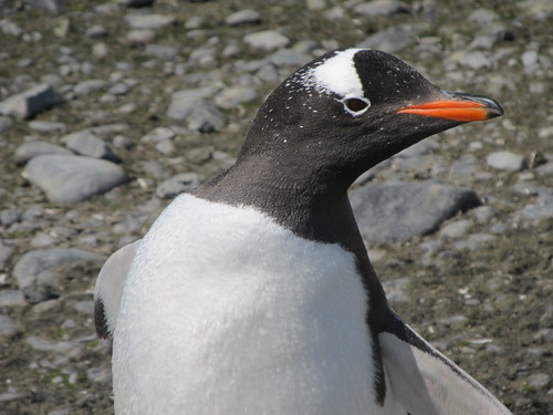 Inquisitive Gentoo Penguin by jdf_927