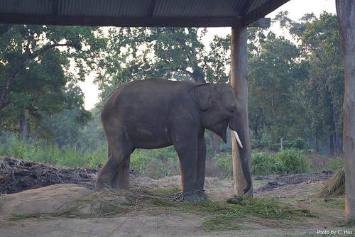 Elephant Breeding Centre (Chitwan)