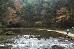 粟又の滝 自然遊歩道の紅葉