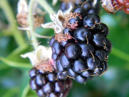 Blackberries, 2