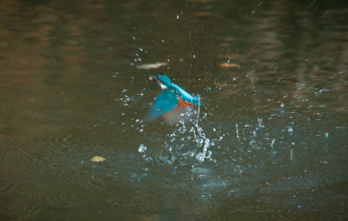 Kingfisher coming out of water