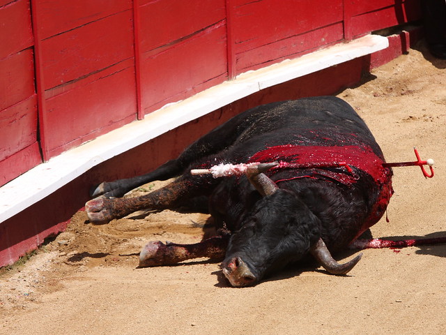 The end of the bull...