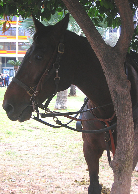 10-12-2010-horse6