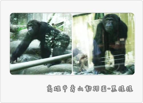 101121-黑猩猩