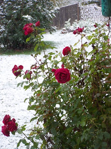 nov 125 Roses in the snow