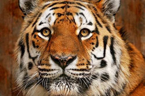 フリー写真素材|動物|哺乳類|ネコ科|虎・トラ|