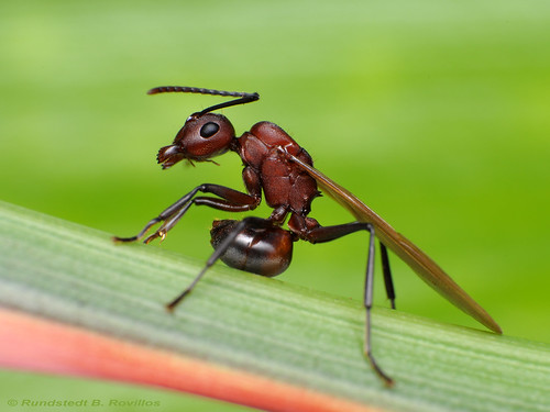 Winged ant