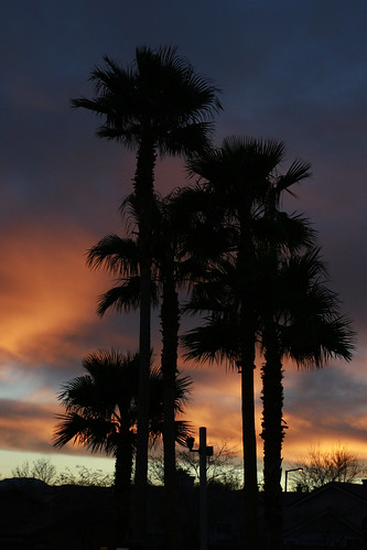 1.16 - Palm Tree Sunset