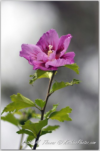 17-365, Hibiscus in flower