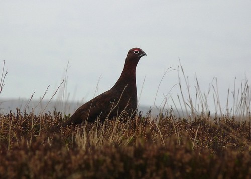 23701 - Red Grouse, Ilkley Moor