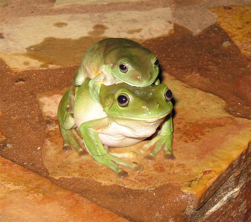 More Frisky Frogs