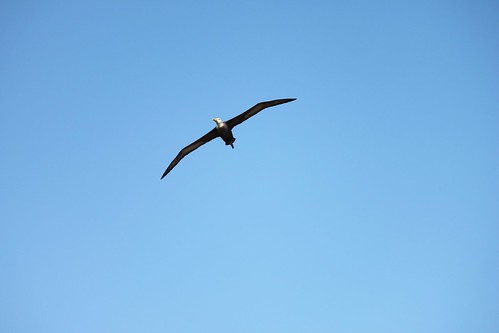 Soaring albatross