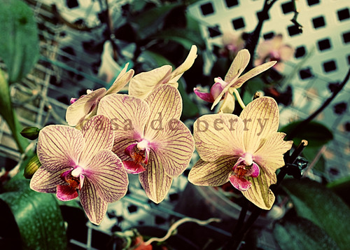 orchids6 copy