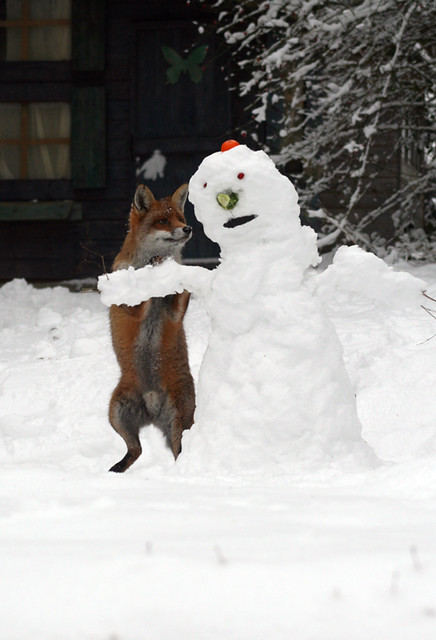 Fox attacks snowman