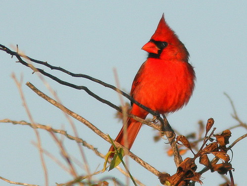 Northern Cardinal 20101220