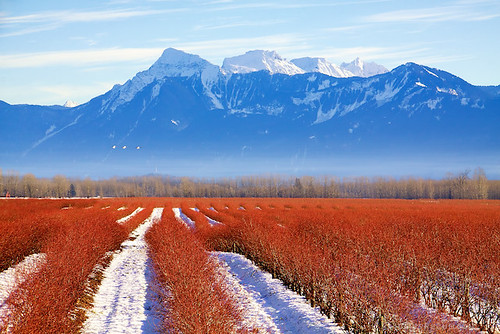 Today in BC: Do Blueberries Turn Red in Winter? | Fraser Valley and The North Cascades
