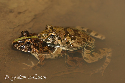 Cricket frogs mating