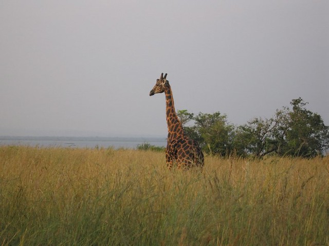 uganda_giraffe-755541