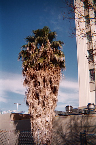 January 22: Ungroomed Palm Tree