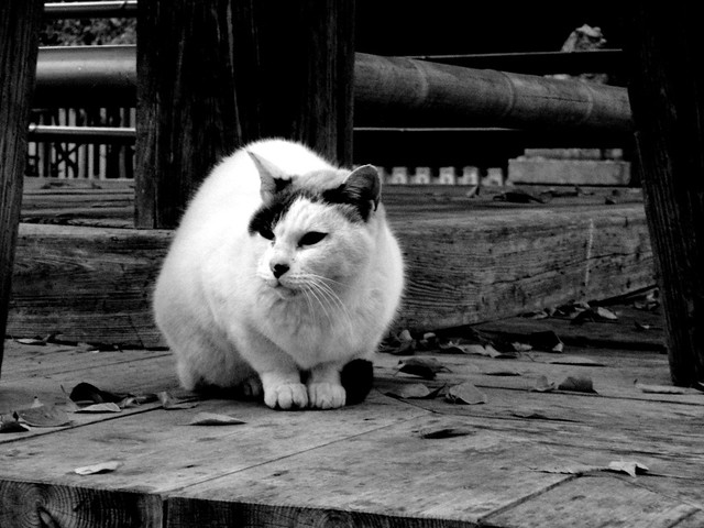 Today's Cat@2010-12-04